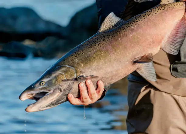 A captured female Chinook Salmon is held by a fisherman