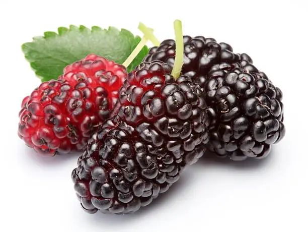 Photo of Ripe mulberries.