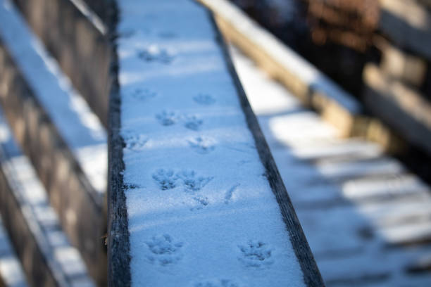 The top of a wooden railing is coated in a layer of snow from a recent snowfall, which now features the footprints of a squirrel. The tracks move down the wood through shadows and light.