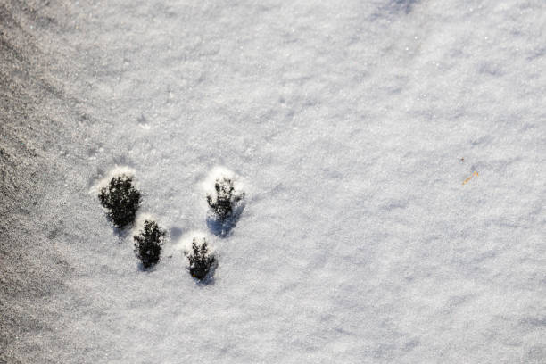 눈 속에서 다람쥐 트랙 - snow footprint winter animal track 뉴스 사진 이미지
