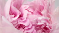istock Beautiful pink peony background. Blooming peony flower outdoor, time lapse, closeup. Macro 1192604621