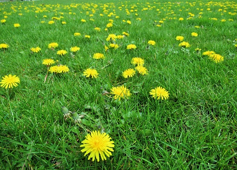 Dandelion plant by roadside during spring at Istanbul turkey
