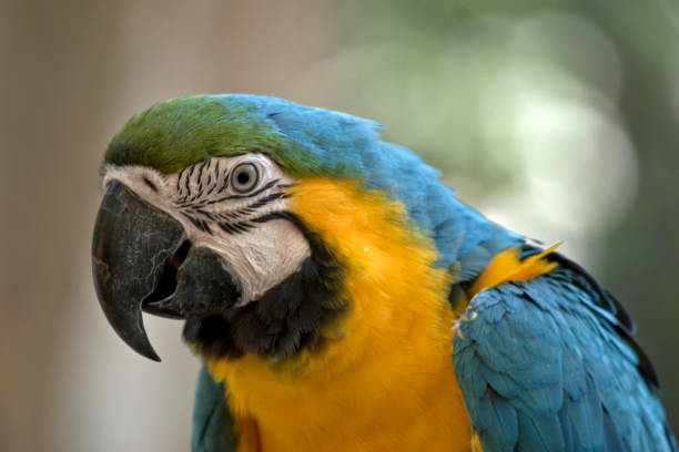 istock this is a side view of a blue and gold macaw 1192606265