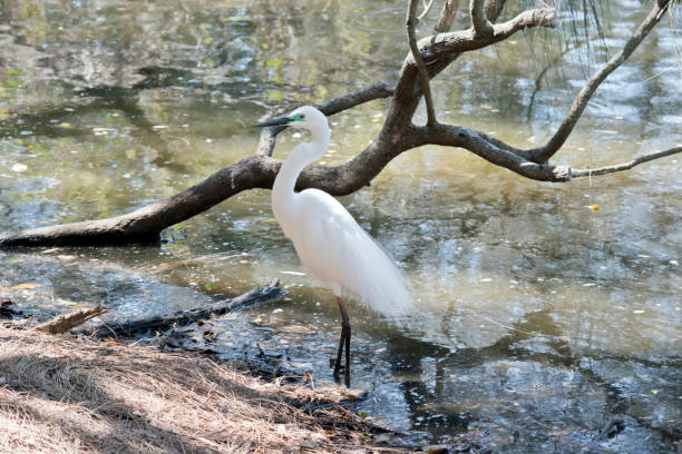 istock this is a side view of a great egret 1192606475