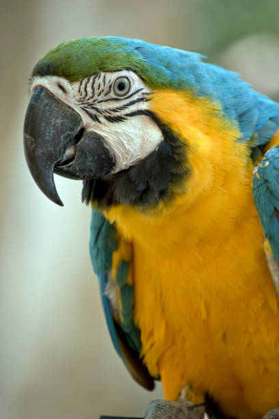 istock this is a close up of a blue and gold macaw 1192607184