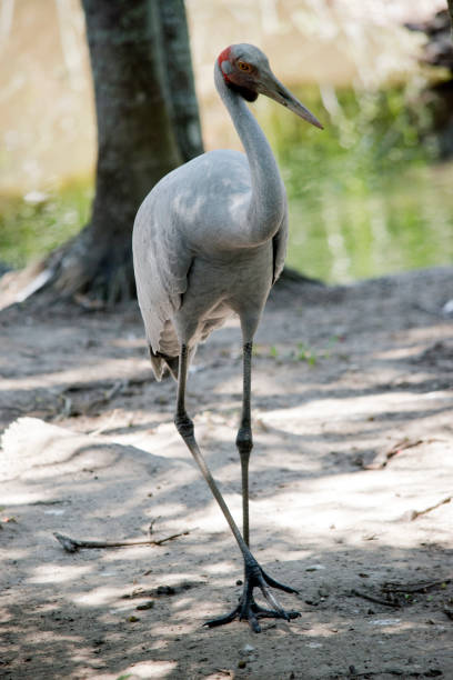 the brolga is a very tall bird the brolga is walking next to the river brolga stock pictures, royalty-free photos & images