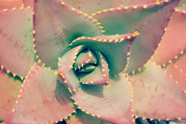Close-up of a Spotted Golden Toothed Aloe (Aloe nobilis) in Full Frame.