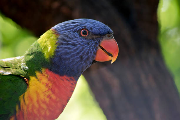 this is a close up of a rainbow lorikeet