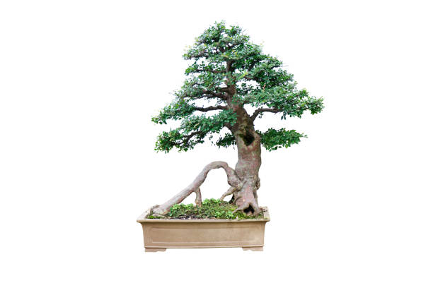 istock Chinese garden bonsai art 1192609761