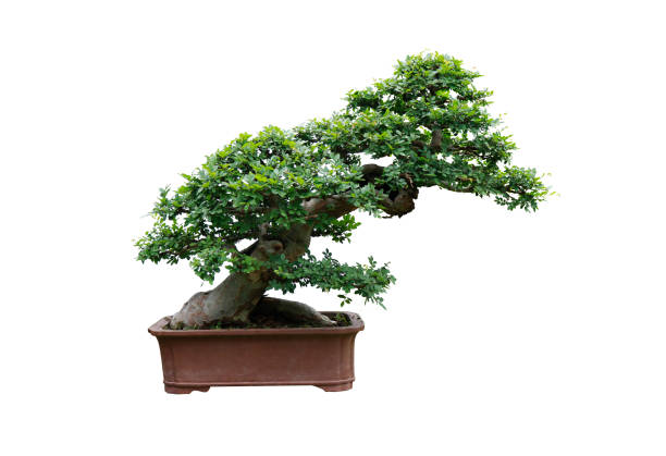 istock Chinese garden bonsai art 1192609762