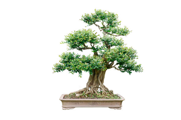 istock Chinese garden bonsai art 1192609826