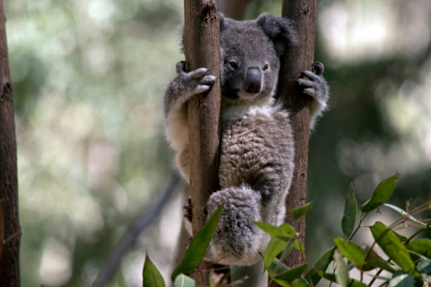 istock the joey koala is climbing a tree 1192612065