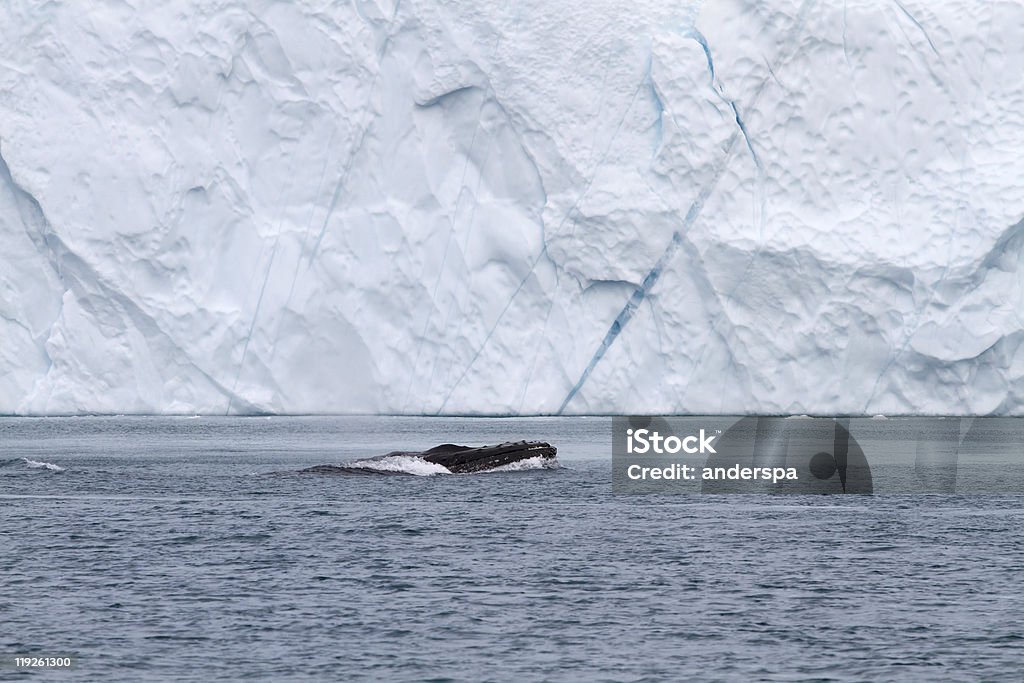 고래 및 빙산 - 로열티 프리 0명 스톡 사진