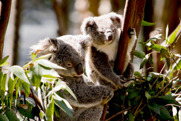 istock the joey koala is  next to his mother 1192613186