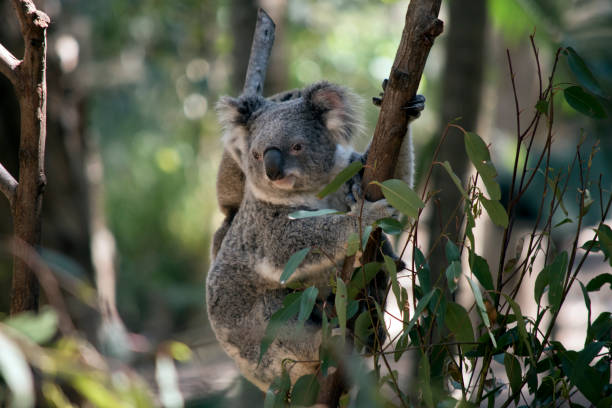 istock the joey koala is holding onto its mothers back 1192613230