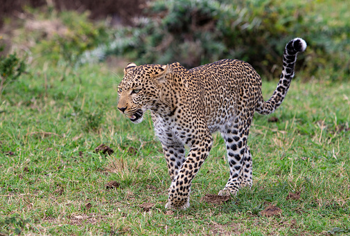 Leopard walking in Masai Mara game reserve, Kenya.