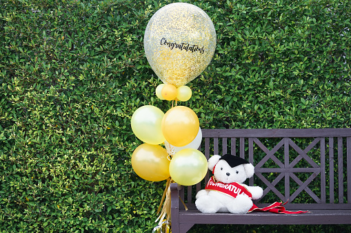 Congratulations Teddy bear. Graduation concept of a white teddy bear wearing the graduate cap & holding golden balloons with Congratulations text.Commencement day. Selective focus on red shoulder sash