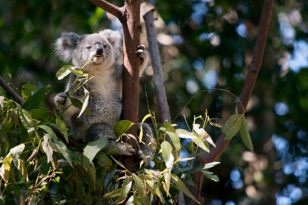 the koala is eating leaves the joey koala is in a tree looking for leaves koala tree stock pictures, royalty-free photos & images