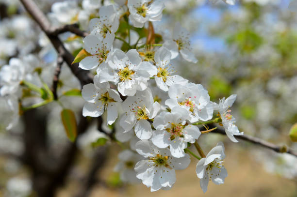 istock Pear flower in full bloom in spring 1192615084