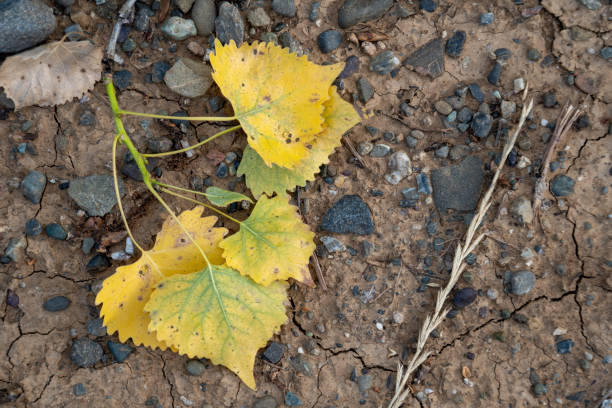 istock Yellow cottonwood leaf on the ground dirt 1192615120