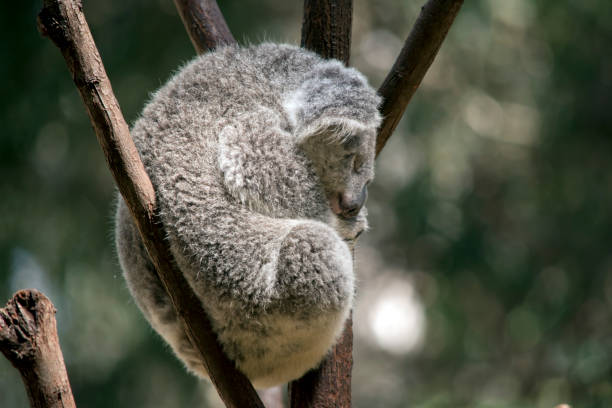 istock the koala is resting in the fork of a tree 1192616397