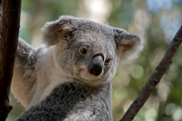 istock this is a close up of a koala 1192616450
