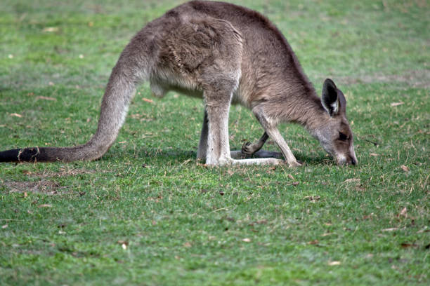 istock this is a side view of a  western grey kangaroo 1192618363