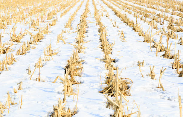 istock the north China cornfield covered by snow in winter 1192618422