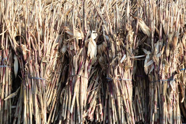 Two dried corn cobs as decoration. The kernels show some signs of aging, with a few missing or partly deteriorated. The corn cobs are partially enclosed in brown, dry husks.