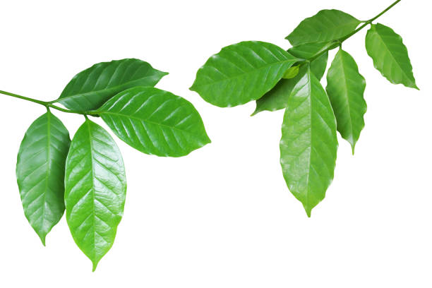 Fresh Green Coffee Leaves Isolated on White Background with Clipping Path
