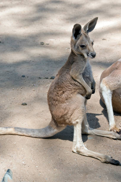 istock the joey red kangaroo is standing up 1192618725