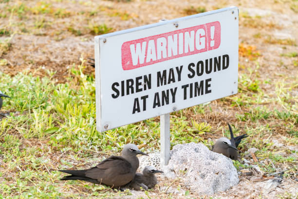 Common noddy nesting against lump of coral and under warning sign. Common noddy nesting against lump of coral and under siren warning sign. brown noddy stock pictures, royalty-free photos & images