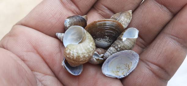 istock Snail and seep shells in a children hand background. 1192619739