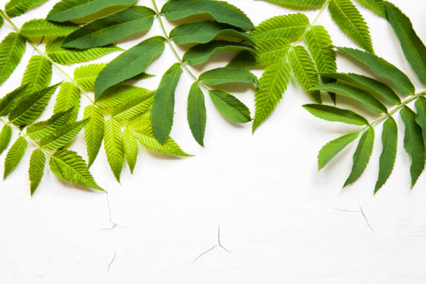 istock green leaves, plants frame border on white wood background top view. copy space. flat lay 1192620872