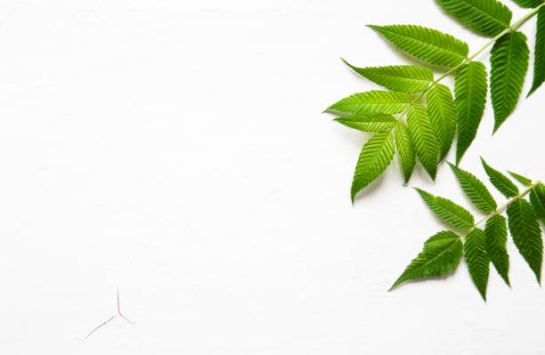 istock green leaves, plants frame border on white wood background top view. copy space. flat lay 1192620896