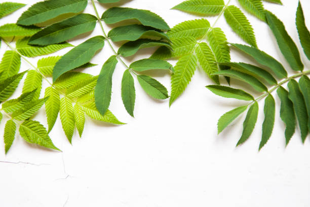 istock green leaves, plants frame border on white wood background top view. copy space. flat lay 1192620937