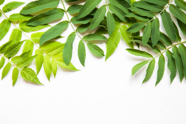 istock green leaves, plants frame border on white wood background top view. copy space. flat lay 1192620945