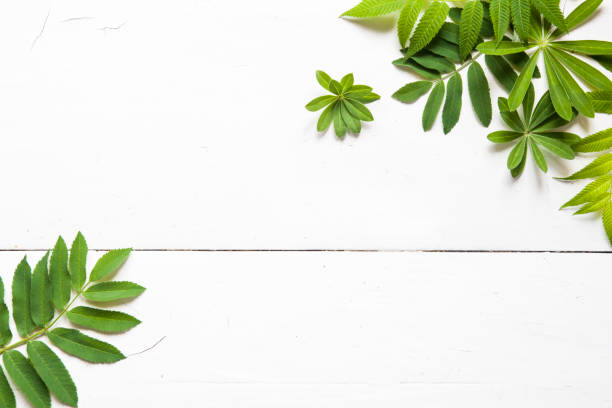 istock green leaves, plants frame border on white wood background top view. copy space. flat lay 1192620954