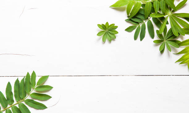 istock green leaves, plants frame border on white wood background top view. copy space. flat lay 1192620963