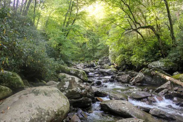 Photo of River covered by forest in Smoky mountains in North Carolina, USA