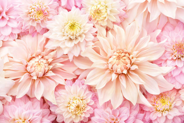 istock Summer blossoming delicate dahlias 1192622929
