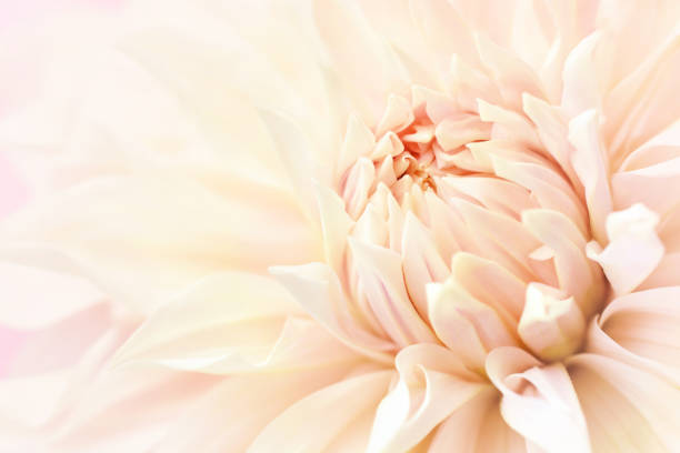 istock Summer blossoming delicate dahlias 1192623145