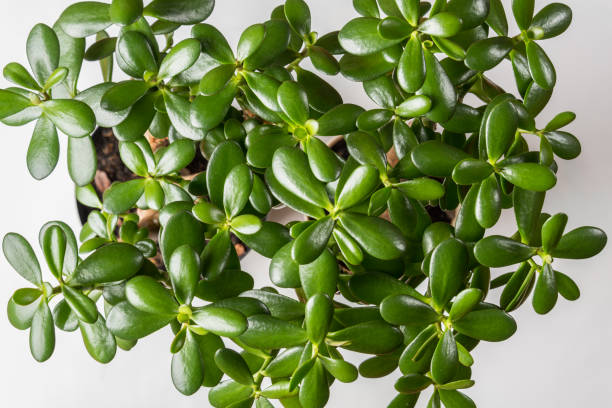 istock Succulent houseplant Crassula as background. Selective focus 1192623954