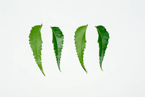 istock Fresh green neem leaves on white background. 1192625864