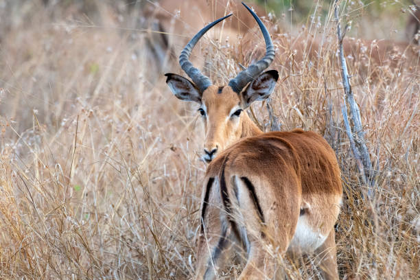istock impala in kruger park south africa 1192625918