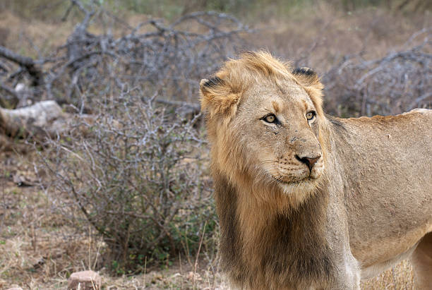 istock Kruger Male Lion 119262617