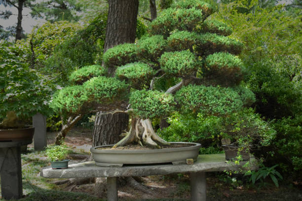 bonsai tree in the bonsai garden of the public park in Jeju city, South Korea bonsai tree in the bonsai garden of the public park in Jeju city, South Korea jeju city stock pictures, royalty-free photos & images