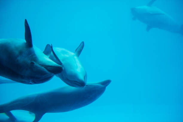 istock Adorable Sea dolphins swimming 1192627311
