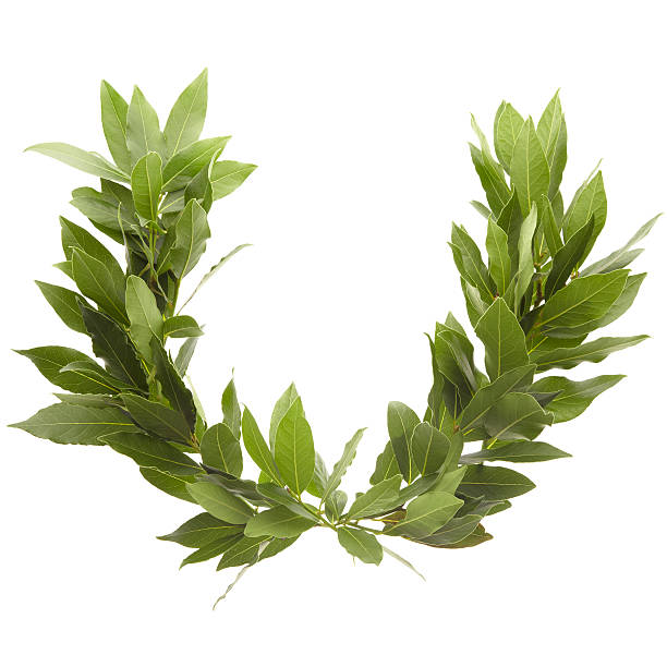 月桂冠 - bay leaf ストックフォトと画像