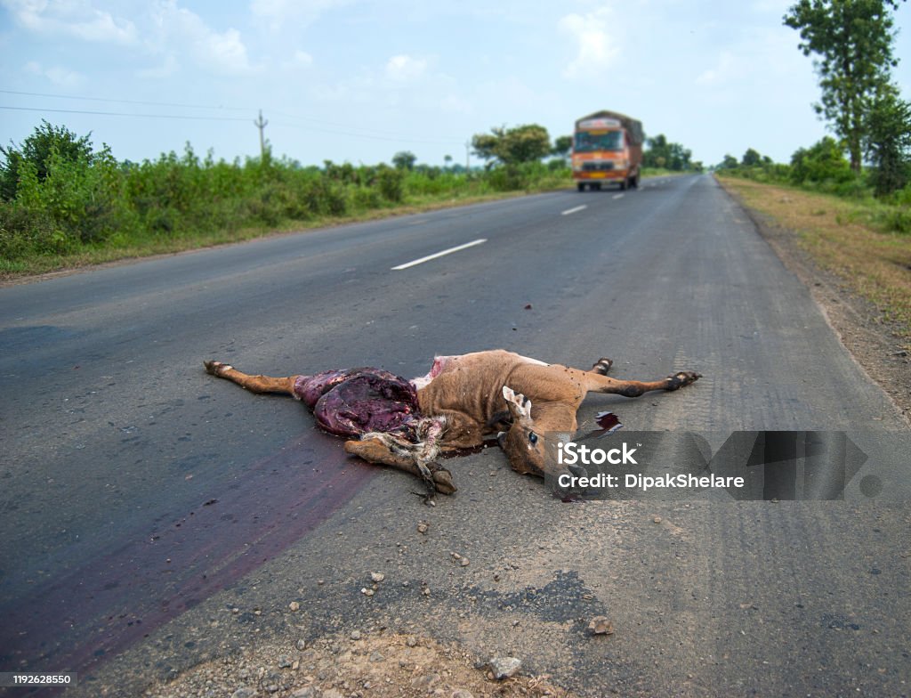 Dead Animal On The Road Hit By A Vehicle Drive Carefully Accident Stock  Photo - Download Image Now - iStock